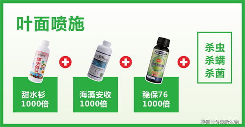 微新生物柑橘公開課 11月份沃柑關鍵管理要點與生物制劑營養方案